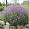 Дварф Блю (Lavandula angustifolia Dwarf Blue) 3221