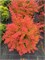 Десперадос (Berberis thunbergii Desperados) 3231
