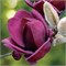 Джени (Magnolia Genie) 3236