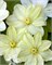 Джернсей Крем (Clematis Guernsey Cream) 3238