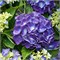 Джип Блю (Hydrangea macrophylla Jip Blue) 3240