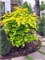 Джордан (Acer shirasawanum Jordan) 3241