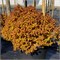 Дзен Спирит Карамель (Spiraea japonica Zen Spirit Caramel) 3243