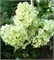Диамантино (Hydrangea paniculata Diamantino) 3244