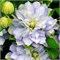 Диамонд Болл (Clematis Diamond Ball) 3245