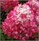 Диамонд Руж (Hydrangea paniculata Diamand Rouge) 3246