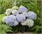 Доппио Адзурро (Hydrangea macrophylla Doppio Azzurro) 3251