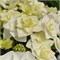 Доппио Бьянко (Hydrangea macrophylla Doppio Bianco) 3253