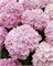 Доппио Розато (Hydrangea macrophylla Doppio Rosato) 3254