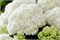 Доппио Фредо (Hydrangea macrophylla Doppio Fredo) 3255