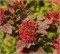 Дьябле Д'Ор (Physocarpus opulifolius Diable d'Or) 3259