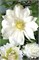 Дюшес Эдинбурга (Clematis Duchess of Edinburgh) 3261
