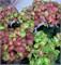 Замок Вакербарт (Hydrangea macrophylla Schloss Wackerbarth) 3267