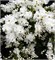 Зе Брайд (Exochorda macrantha The Bride) 3268