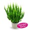 Зива (Calluna vulgaris Ziva) 3274