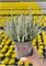 Зилли (Calluna vulgaris Zilly) 3275