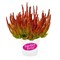 Зое (Calluna vulgaris Zoe) 3280
