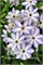 Иван Олссон (Clematis Ivan Olsson) 3281