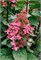 Инфинити , Living® (Европа) (Hydrangea paniculata Infinity) 3290