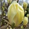 Йеллоу Лантерн (Magnolia Yellow Lantern) 3292