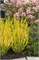 Йеллоу Тауэр (Berberis thunbergii Yellow Tower) 3294