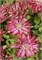 Каен (Clematis Kaen) 3297