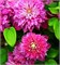 Кайзер (Clematis Kaiser) 3299
