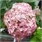 Кандибелле Баблгам (Hydrangea arborescens Candybelle Bubblegum) 3302