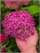 Кандибелле Вайнгам (Hydrangea arborescens Candybelle Winegum) 3304