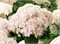 Кандибелле Маршмеллоу (Hydrangea arborescens Candybelle Marshmellow) 3306