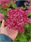 Кандибелле Сорбет (Hydrangea arborescens Candybelle Sorbet) 3307