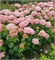 Кандибелле Стендап Пинк (Hydrangea arborescens Candybelle Stand Up Pink) 3308