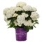 Кандибелле Стендап Уайт (Hydrangea arborescens Candybelle Stand-up white) 3309