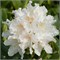 Каннингемс Уайт (Rhododendron Cunningham's White) 3314