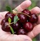 Кармин Джуел (Prunus Carmine Jewel) 3319