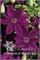 Каспер (Clematis Kacper) 3327