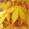 Кацура (Acer palmatum Katsura) 3329