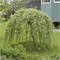 Килмарнок (Salix caprea Kilmarnock) 3332