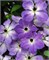 Клаудбёрст (Clematis Cloudburst) 3334