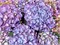 Код Роуз Пурпл (Hydrangea macrophylla Code Rose Purple) 3340