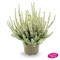 Коко (Calluna vulgaris Coco) 3341