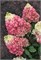 Колорфул Коктейль , Living® (Европа) (Hydrangea paniculata Colourful Cocktail) 3343