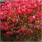 Компактус (Euonymus alatus Compactus) 3358
