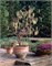 Конторта (Corylus avellana  Contorta) 3368