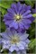 Коперникус (Clematis Copernicus PBR) 3369