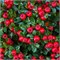 Корал Бьюти (Cotoneaster suecicus Coral Beauty) 3370
