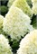 Коттон Крем , Living® (Европа) (Hydrangea paniculata Cotton Cream) 3374