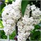 Красавица Москвы (Syringa vulgaris Beauty of Moscow) 3380