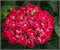 Курли Вурли Рэд (Hydrangea macrophylla Curly Wurly red) 3383