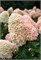 Кэнди Лав , Living® (Европа) (Hydrangea paniculata Candy Love) 3385